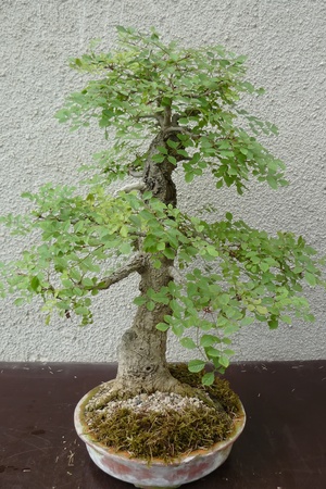 A mature tree in miniature grown man in the style of bonsaiの写真素材