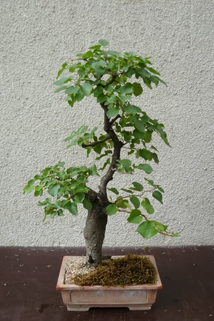 A mature tree in miniature grown man in the style of bonsaiの写真素材