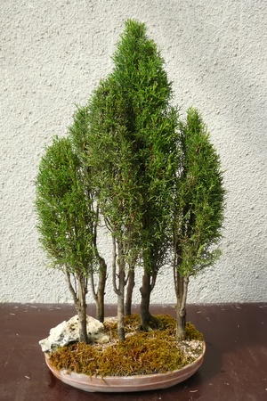 A mature tree in miniature grown man in the style of bonsaiの写真素材