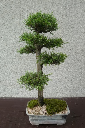 A mature tree in miniature grown man in the style of bonsaiの写真素材
