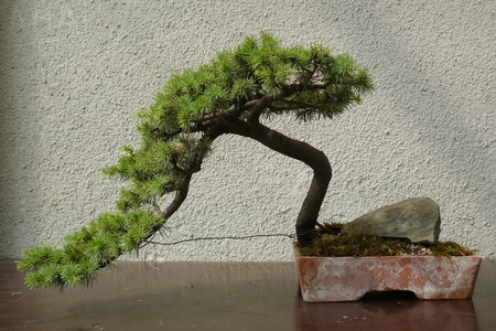 A mature tree in miniature grown man in the style of bonsaiの写真素材