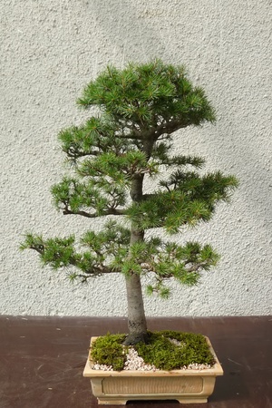 A mature tree in miniature grown man in the style of bonsaiの写真素材