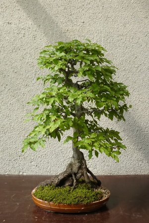 A mature tree in miniature grown man in the style of bonsaiの写真素材