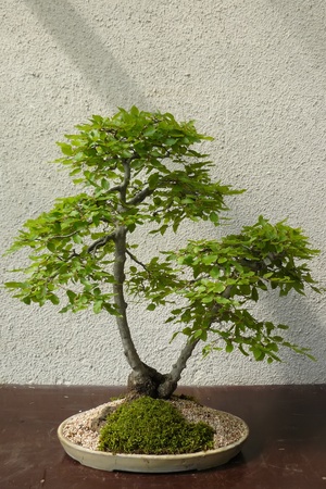 A mature tree in miniature grown man in the style of bonsaiの写真素材