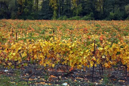 Crimean vineyards sovhohov lifted in late autumn after the harvestの写真素材