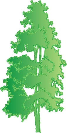 green tree on a white background for designの写真素材