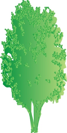 green tree on a white background for designの写真素材