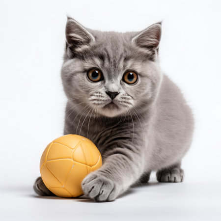 Feline Fun: Captivating Photo of a Playful British Breed Cat Engaging with a Ball on a Serene Whiteの素材