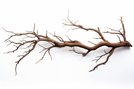 Lifeless Yet Strikingly Beautiful: Unveiling the Elegance of a Dead Tree and Branch on a Crisp Whiteの素材