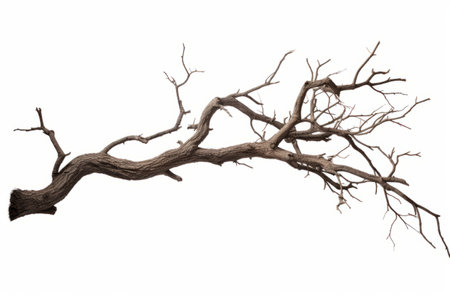 Decaying Nature: A Lifeless Tree and Branch Amidst a Blank Canvasの素材