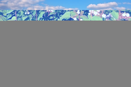 Blooming Harvest: A Vibrant Display of Flowering Buckwheat on a Sunny Dayの素材