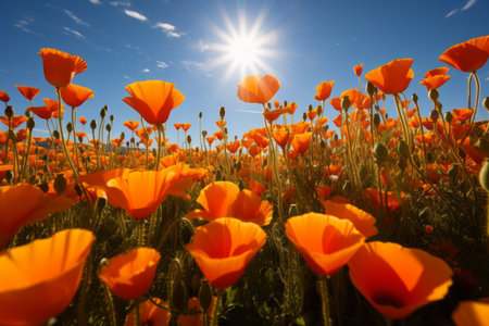 Blooming Treasures: A Bed of California Poppy Flowers in Picture-Perfect 3:2 Aspect Ratioの素材