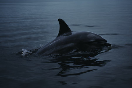 Majestic Encounter: The Enigmatic Black Dolphin Wandering Serenely in the Vast Body of Water - AR 3:の素材