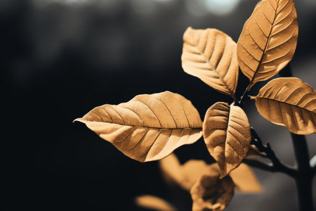 Exquisite Reciprocity: Brown Leaf Plant in an AR 3:2 Perspectiveの素材