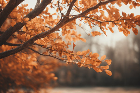 Captivating 3:2 Selective Focus Photography of a Brown Leafed Treeの素材