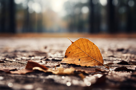 Aesthetic Perfection: Capturing a Tilt Shift Perspective on a Brown Leaf (3:2)の素材