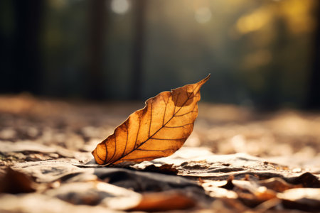 Captivating Tilt Shift Photography: Embracing the Beauty of a Brown Leafの素材