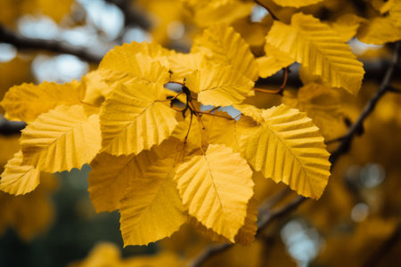 Golden Overload: A Vibrant Array of Yellow Leaves - ar 3:2の素材