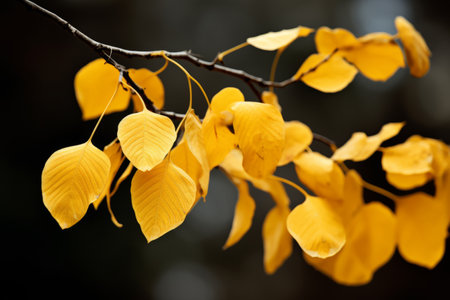 Golden Farewell: The Captivating Deciduous Plant of Yellow Withering Leavesの素材