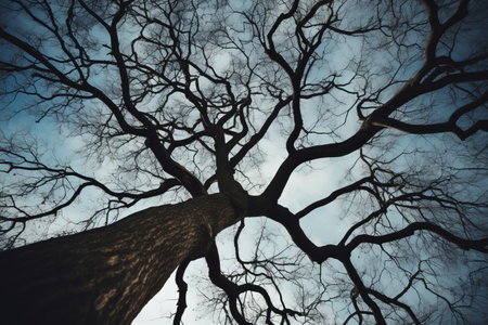 A Captivating Perspective: The Enigmatic Beauty of a Bare Tree in Low Angle Photography - AR 3:2の素材