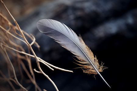 Majestic Union: Gray Feather Balanced on Tree Stem --AR 3:2の素材