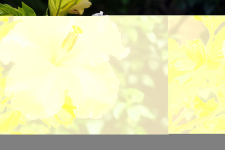 Blossoming Brilliance: Capturing the Grace of a White Hibiscus in a Serene Garden - AR 3:2の素材