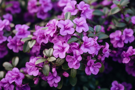 Exploring the Graceful Beauty of a Bush with Purple Flowers --ar 3:2の素材