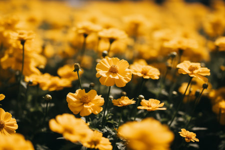 Vibrant Beauty: Captivating Photo of Fully Bloomed Yellow Petaled Flowers --ar 3:2の素材