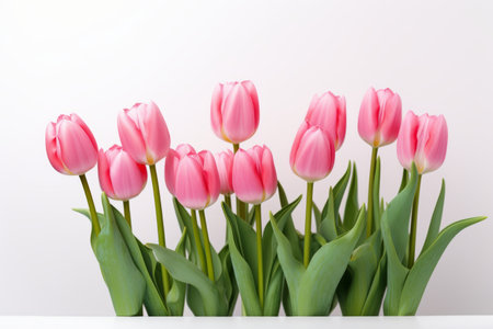 Blooming Beauty: Captivating Pink Tulip Flowers Embracing a Pristine White Background --ar 3:2の素材