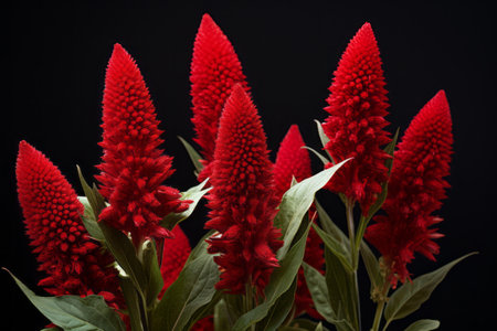 Breathtaking Beauty: Exploring the Vibrant Dimensions of Red Celosia Flowers--ar 3:2の素材