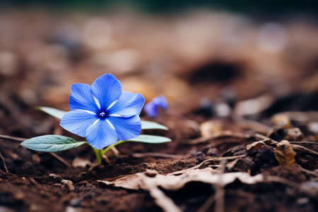 Enchanting Blue Periwinkle Blossom Captured with Selective Focus --ar 3:2の素材
