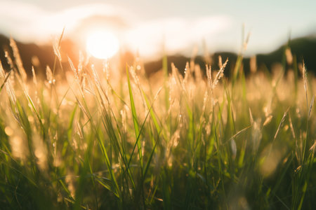 Natures Artistry: A Captivating Snapshot of a Selective Focus Grass Field at 3:2 Aspect Ratioの素材