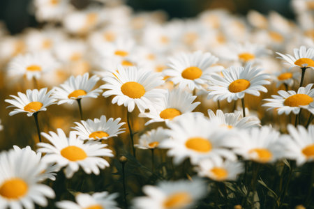 Daisy Dreams: Captivating Selective Focus Photography in 3:2の素材