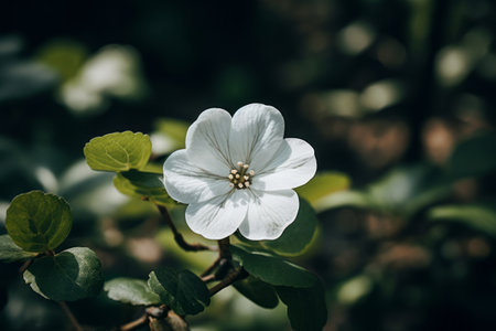 Captivating Close-up: A Selective Focus Photograph of a Serene White Petaled Flowerの素材