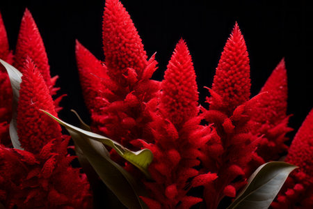 Vibrant Red Celosia Flowers: Captivating Beauty in a 3:2 Aspect Ratioの素材