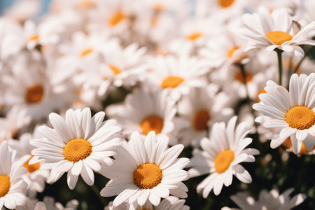 Blooming Beauty: Captivating Selective Focus Photography of White Daisy Flowers in a 3:2 Aspect Ratiの素材