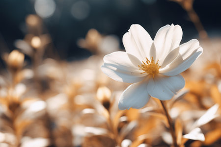Intricate Beauty: Captivating Shallow Focus Photography of a White Flower in a 3:2 Perspectiveの素材