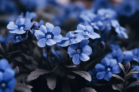 Capturing the Elegance: Enchanting 3:2 Selective Focus Photography of Blue Petaled Flowersの素材