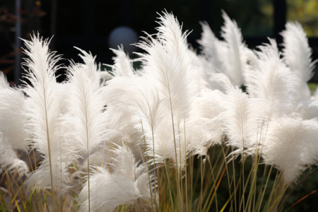 Discover the Alluring Charm of White Fountain Grass: AR 3:2の素材