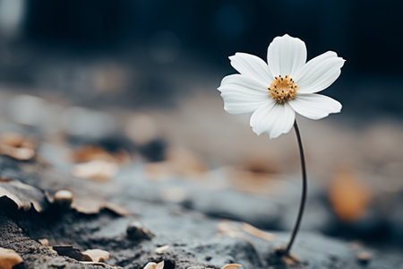 Pristine Beauty: Captivating White Petaled Flower in Selective Focus Photograph --ar 3:2の素材