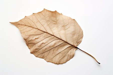 Capturing Natures Fragility: A Dried Leaf on a Pristine White Canvasの素材