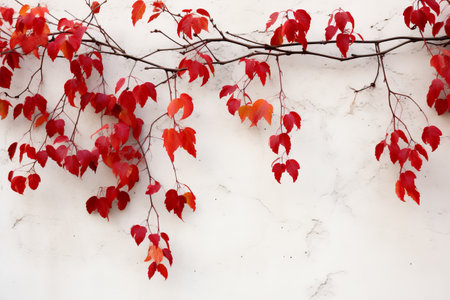 Captivating Contrast: The Vibrant Vine with Red Leaves Adorns a White Concrete Wallの素材
