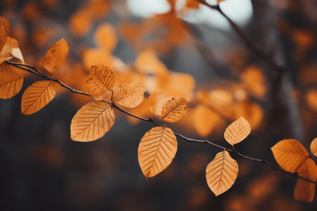 Captivating Autumn Shades: Brown and Yellow Leaves Steal the Focus in 3:2 Photographyの素材