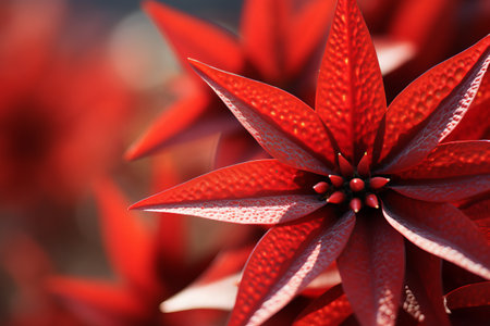 Captivating Close-up: Vibrant Red Leaf of a Star of Bethlehem Flower Stuns in 3:2 Aspect Ratioの素材