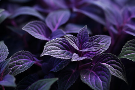 Purple Majesty: A Stunning Close-Up of a 3:2 AR Purple-Leafed Plantの素材