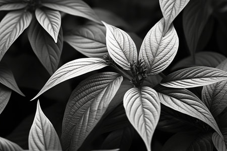 Captivating Monochrome Leaves: Exploring the Artistry of Grayscale Photography in 3:2 Aspect Ratioの素材