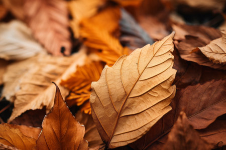 Capturing Autumns Beauty: A Close-Up Photo of Fallen Leaves - Aspect Ratio 3:2の素材
