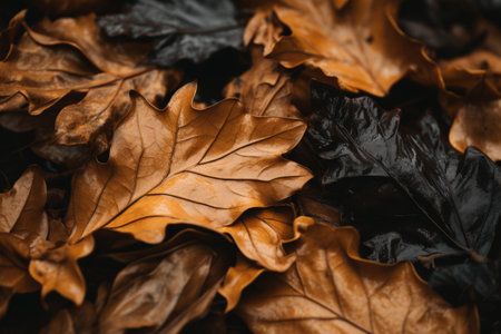 Natures Palette: An Intimate View of Fallen Leaves in 3:2 Aspect Ratioの素材