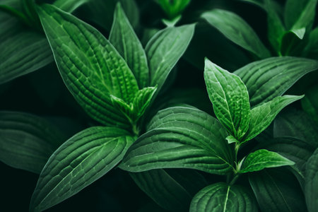 Captivating Close-Up: A Stunning 3:2 Shot of a Lush Green-Leafed Plantの素材