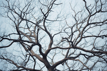 Natures Intimate Portrait: Captivating Closeup Photography of a Bare Tree in AR 3:2の素材